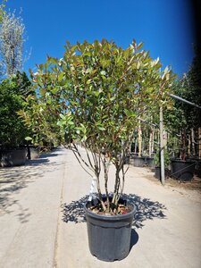 Photinia fraseri 'Robusta Compacta' 125-150 cm container solitair - afbeelding 2