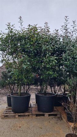Photinia fraseri 'Red Robin'= 'Roodborstje' 300-350 cm cont. 350L solitair - afbeelding 1