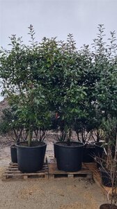 Photinia fraseri 'Red Robin'= 'Roodborstje' 300-350 cm cont. 350L solitair