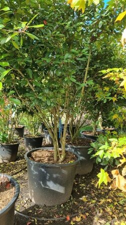 Photinia fraseri 'Red Robin'= 'Roodborstje' 300-350 cm cont. 350L solitair - afbeelding 2