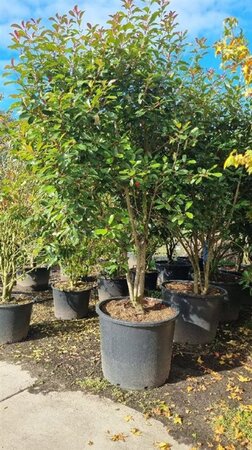 Photinia fraseri 'Red Robin'= 'Roodborstje' 300-350 cm cont. 350L solitair - afbeelding 3