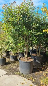Photinia fraseri 'Red Robin'= 'Roodborstje' 300-350 cm cont. 350L solitair - afbeelding 3