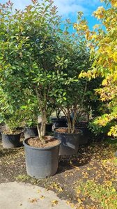 Photinia fraseri 'Red Robin'= 'Roodborstje' 300-350 cm cont. 350L solitair - afbeelding 4