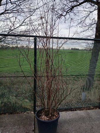 Philadelphus 'Virginal' 200-225 cm cont. 55L solitair