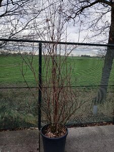 Philadelphus 'Virginal' 200-225 cm cont. 55L solitair