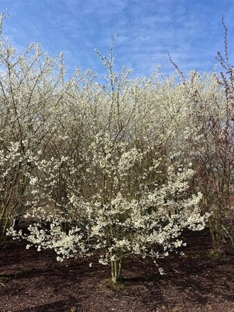 Prunus incisa 'Fujiyama' 250-300 cm draadkluit struik solitair