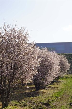 Prunus incisa 'Kojou-no-mai' 250-300 cm draadkluit struik solitair