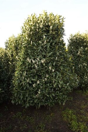 Prunus l. 'Reynvaanii' 250-300 cm draadkluit struik solitair