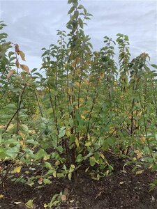 Prunus padus 175-200 cm met kluit solitair