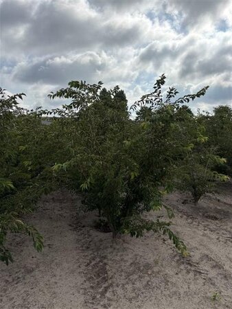Prunus subh. 'Autumnalis Rosea' 250-300 cm draadkluit struik solitair