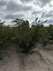 Prunus subh. 'Autumnalis Rosea' 250-300 cm draadkluit struik solitair