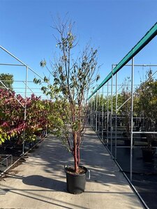 Prunus serrula 'Branklyn' 200-250 cm cont. 50L solitair