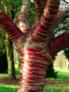 Prunus serrula 250-300 cm draadkluit struik solitair