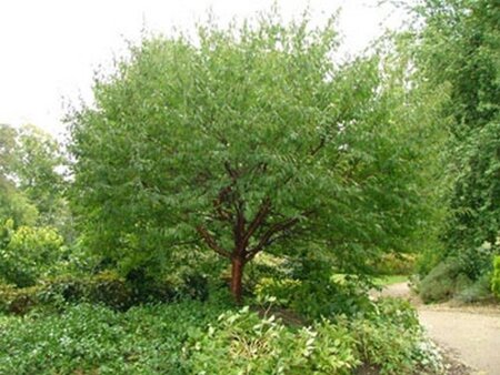 Prunus serrula 250-300 cm draadkluit struik solitair - afbeelding 2