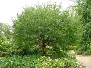 Prunus serrula 250-300 cm draadkluit struik solitair - afbeelding 2