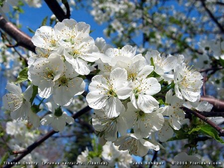 Prunus serrula 250-300 cm draadkluit struik solitair - afbeelding 3