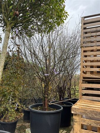 Prunus serrula 400-450 cm container solitair