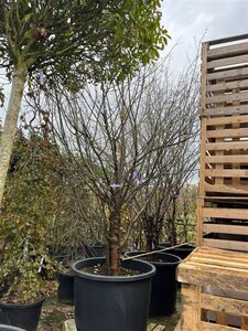 Prunus serrula 400-450 cm container single