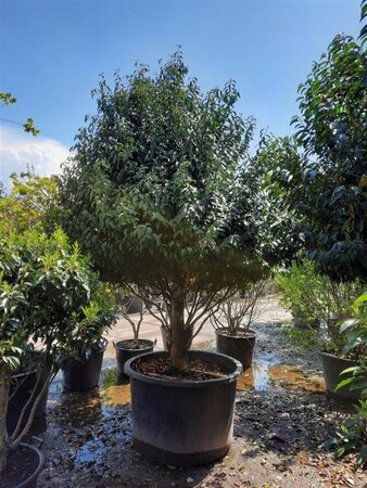 Prunus lusitanica 'Angustifolia' 200-250 cm container extra solitair - afbeelding 2
