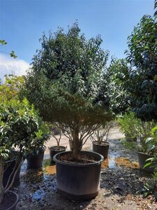 Prunus lusitanica 'Angustifolia' 200-250 cm container extra solitair - afbeelding 2