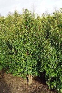 Prunus lusitanica 'Angustifolia' 250-300 cm draadkluit struik solitair