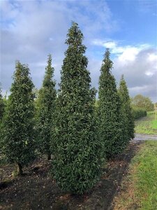 Prunus lusitanica 'Angustifolia' 300-350 cm draadkluit solitair