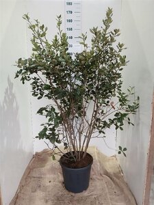 Quercus ilex 125-150 cm cont. 45L solitair