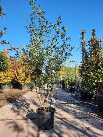 Quercus ilex 150-175 cm container struik solitair - afbeelding 1