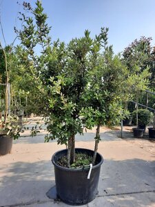 Quercus ilex 150-175 cm container struik solitair - afbeelding 10
