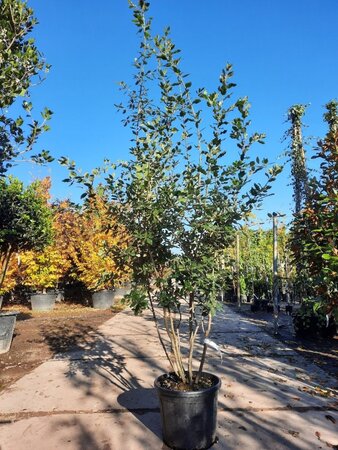 Quercus ilex 150-175 cm container struik solitair - afbeelding 9