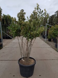 Quercus ilex 150-175 cm container struik solitair - afbeelding 8
