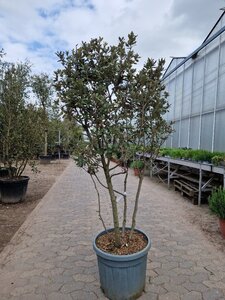 Quercus ilex 150-175 cm container struik solitair - afbeelding 9