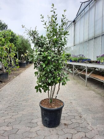 Quercus ilex 150-175 cm container struik solitair - afbeelding 7