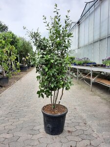 Quercus ilex 150-175 cm container struik solitair - afbeelding 7