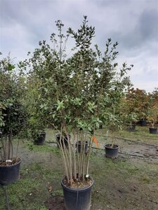 Quercus ilex 150-175 cm container struik solitair - afbeelding 6