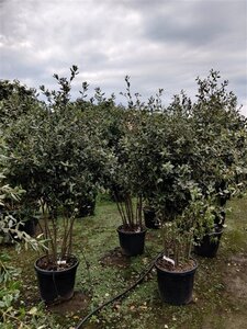 Quercus ilex 150-175 cm container struik solitair - afbeelding 5