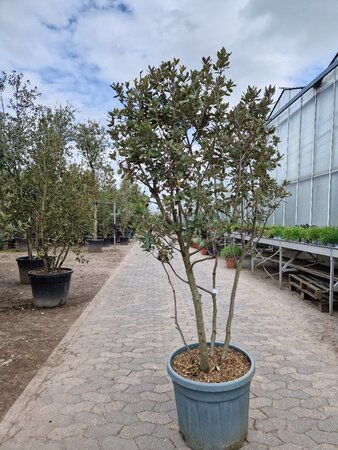 Quercus ilex 150-175 cm container struik solitair - afbeelding 5