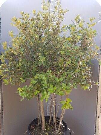 Quercus ilex 150-175 cm container struik solitair - afbeelding 4