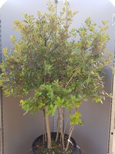 Quercus ilex 150-175 cm container struik solitair - afbeelding 4