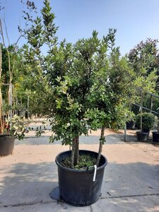 Quercus ilex 150-175 cm container struik solitair - afbeelding 3