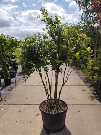 Quercus ilex 150-175 cm container struik solitair - afbeelding 2