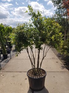 Quercus ilex 150-175 cm container struik solitair - afbeelding 2