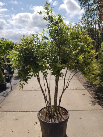 Quercus ilex 150-175 cm container struik solitair - afbeelding 11