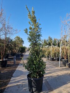 Quercus ilex 200-250 cm container solitair extra