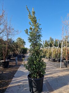 Quercus ilex 200-250 cm container solitair extra - afbeelding 2