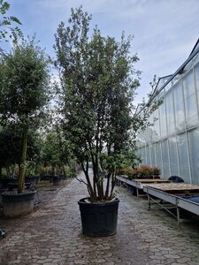 Quercus ilex 350-400 cm container paraplu solitair
