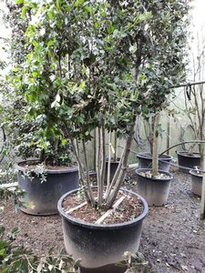 Quercus ilex 350-400 cm container paraplu solitair - afbeelding 19