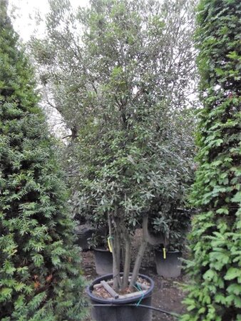Quercus ilex 350-400 cm container paraplu solitair - afbeelding 20