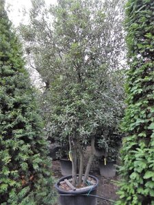 Quercus ilex 350-400 cm container paraplu solitair - afbeelding 20