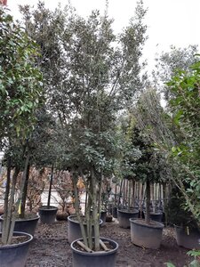 Quercus ilex 350-400 cm container paraplu solitair - afbeelding 21